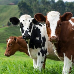 US Cautions on Border Reopening Despite Mexican Efforts