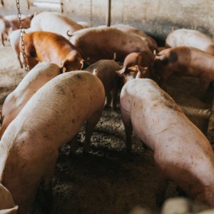 Brazil’s Pork Exports Rise 10% in October Driven by Asian Demand