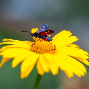 Pollinator Declines Drive Capacity-Building Efforts