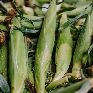 Mexico Launches National Native Corn Plan