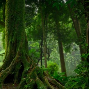 Germany Commits €1 Billion to Brazil’s Global Rainforest Facility