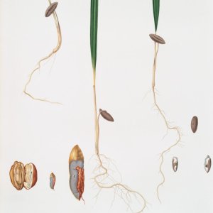 WHO’s Global Health Vision Aims to Bridge Science, Tradition