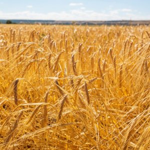 Mexico’s Russian Wheat Imports Plummet Nearly 90%