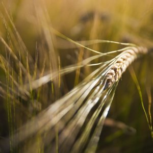 Puebla Strengthens Barley Supply Chain 