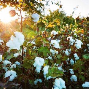 Chihuahua Leads Binational Cotton Pest Eradication Effort