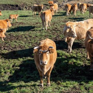 Mexico Launches Screwworm Suppression Pilot in Yucatan