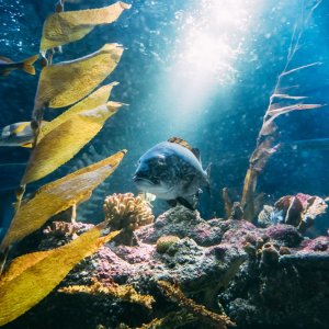 Mexico Launches Long-Term Sustainable Ocean Plan