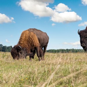 Mexico Restores Bison Populations in Coahuila