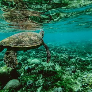 UNDP Praises Mexico’s Sustainable Ocean Plan