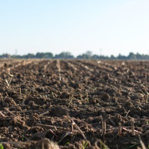 UNAM Identifies Soil Bacteria that Boosts Sustainable Farming