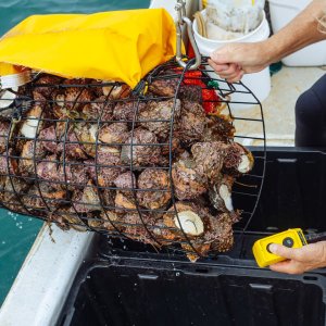 Northwest Mexico Stakeholders Commit to Stronger Fisheries Action