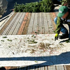 Mexico Stops Entrance of Seven Forest Pest in 2025 