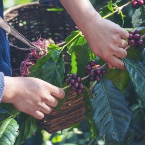 Mexico Enacts Sustainable Coffee Development Law