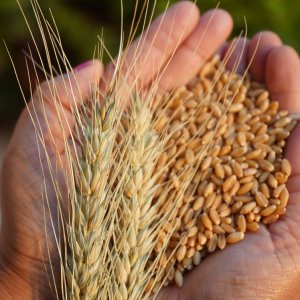 Argentina Ships First Wheat Cargo to China Amid Export Tax Cuts