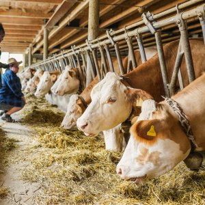 Mexico Advances Plan to Reduce Cattle Methane Emissions