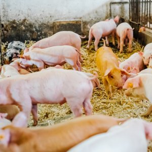 Catalonia, Mexico Discuss Steps to Resume Pork Trade