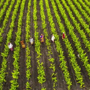 Agriculture Program Benefits Two Million Rural Producers in 2025