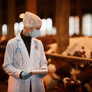 Mexico Steps Up Fight Against Cattle Screwworm