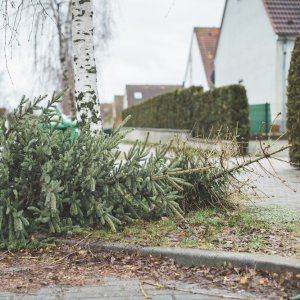 Recycling Christmas Trees to Strengthen Urban Sustainability