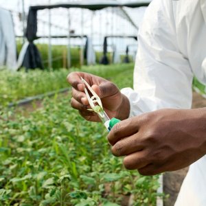 BASF Acquires AgBiTech to Expand Biological Crop Protection